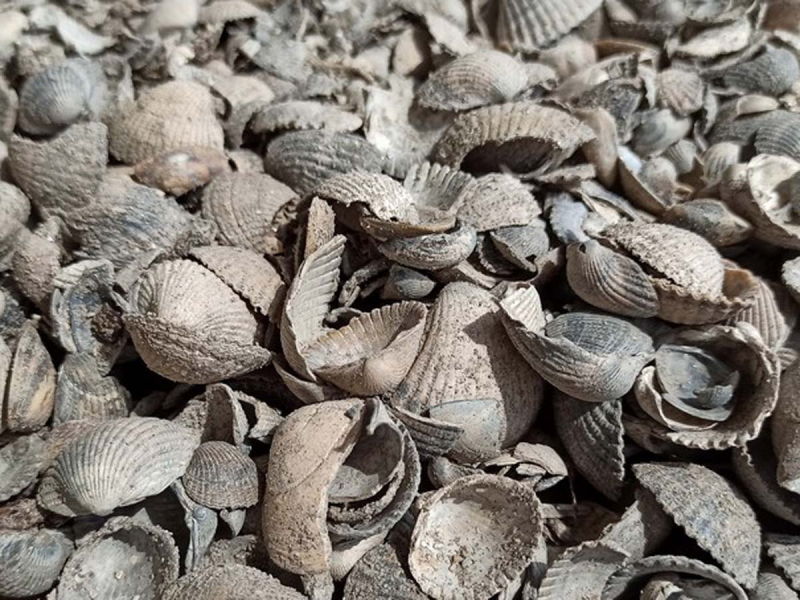 Preview: Muschelschalen Muschelkalk